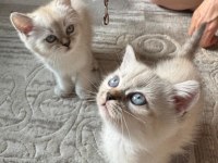 Dişi ve Erkek Scottish Straight Yavrularımız