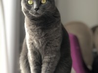 British shorthair Nezoşa yuva arıyoruz
