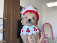 Sevimli maltipoo kızımız ailesini arıyor