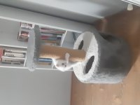 60 günlük erkek scottish fold kırık kulak