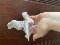 Bebek PAKİSTAN PAPAĞANI yavruları