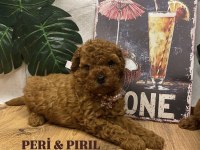 KORE POODLE YAVRULARI