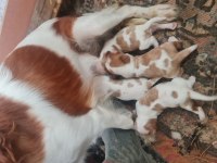 Cavalier bebeklerimiz için acele edin
