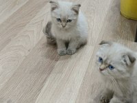 Scottish fold 2,5 aylık