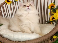 SHOW KALİTE, SAFKAN GOLDEN BRITISH LONGHAIR YAVRULAR HAZIR