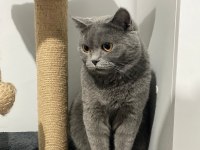 Ömürlük yuva arıyorum british shorthair