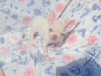 Ankara French Bulldog