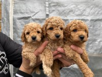 Orijinal toy poodle yavrular