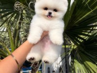 Orjinal Pomeranian bebeğimiz mex