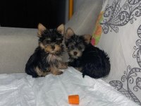 Miniminik bir yorkshire terrier kız