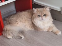 British longhair ay12 dilüsyon taşıyıcı erkek