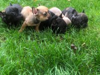 Uygun french bulldog yavrularımız yeni yuvasına hazır