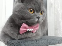 BABY Scottish Fold sahiplerini bekliyor