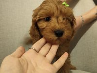 Üst Kalite Maltipoo Yavrum Uygun Verilecek