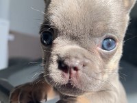 MAVİ GÖZLÜ EV BAKIMI FRENCH BULLDOG YAVRUM