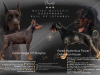Champion doberman çocukları