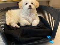Maltese Terrier 3 Aylık Köpeği