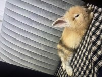 Hollanda Lop Tavşan