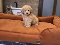 Ev Üretimi Baby Face Maltipoo Yavrularımız