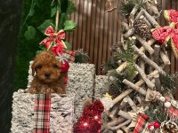 Toy poodle aşıları tam