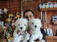 Hiç büyümeyen bembeyaz maltese terrier
