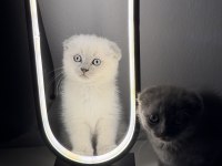 Sevimli scottish fold yavrulara yeni yuva arıyoruz