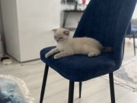 British shorthair gri maskeli