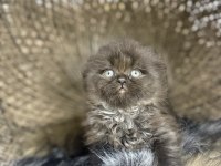 Türkiye de nadir cinnamon scottish fold