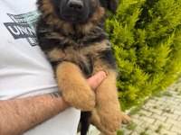 Düşük Bel Alman Çoban Köpeği