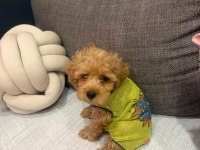 Maltipoo yavrusu