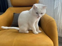 British Shorthair 1 Yaşında (SAHİPENDİRİLECEKTİR)