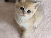 Şafkan British Shorthair