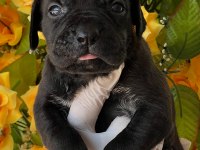 Cane Corso yavrularımız büyüdü