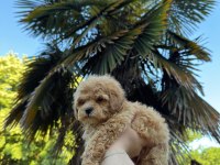 Maltipoo Bebekleri