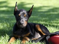 Afacan Doberman bebekler kapıda ödeme mevcuttur