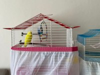 1 erkek (sarı) ve 1 dişi (mavi) muhabet kuşu