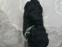 shih tzu siyah