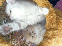 British longhair bly ay12