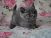 British shorthair yavruları