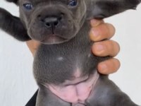 BLUE DİŞİ FRENCH BULLDOG YAVRULAR