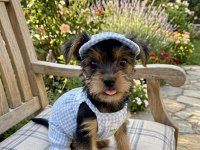 Evinizin maskotu olacak mükemmel dost köpeğimiz