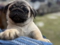 Dişi Erkek Pug