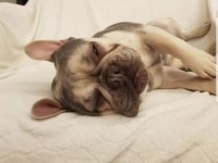 Kardeş French bulldog sahiplendirme