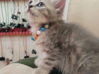 British shorthair minik cana yakın erkek yavrular