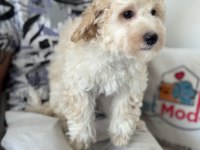 Wc eğitimli aşılı pasaportlu maltipoo yavrular