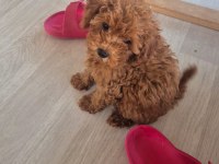 Toy Poodle Köpeği