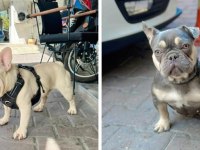 Lilac and Tan french bulldog Bebekler