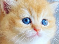 SAFKAN BRİTİSH SHORTHAİR GOLDEN NY12