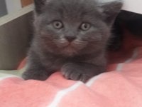 Yeni yuvalarını bekliyor 30 mart doğumlu british shorthair