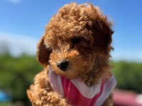 WC eğitimli toy poodle